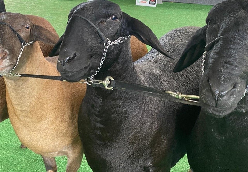 Expocrato 2026: recepção de 2.800 animais movimenta bastidores da feira