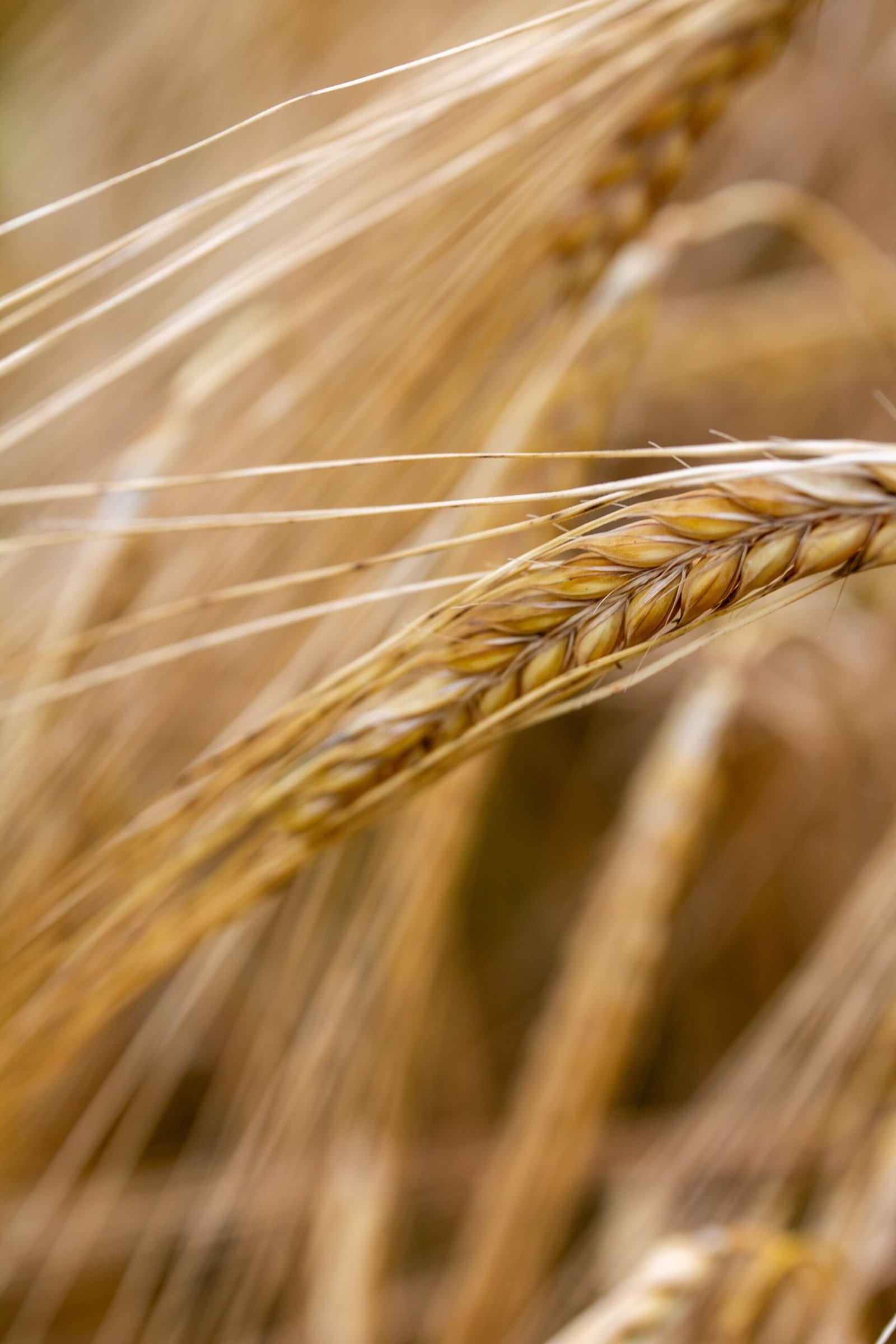 Trigo sobe em Chicago — Embrapa de Barbalha tem cultivar para o semiárido