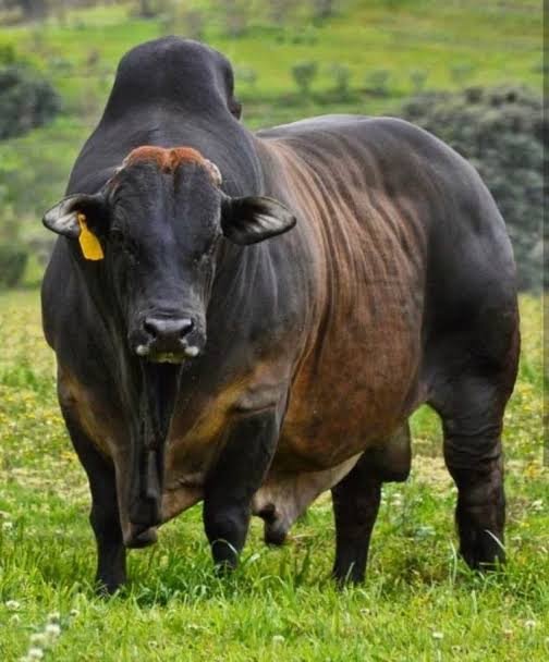 Boran chega ao Brasil após 30 anos — zebuíno africano para o semiárido