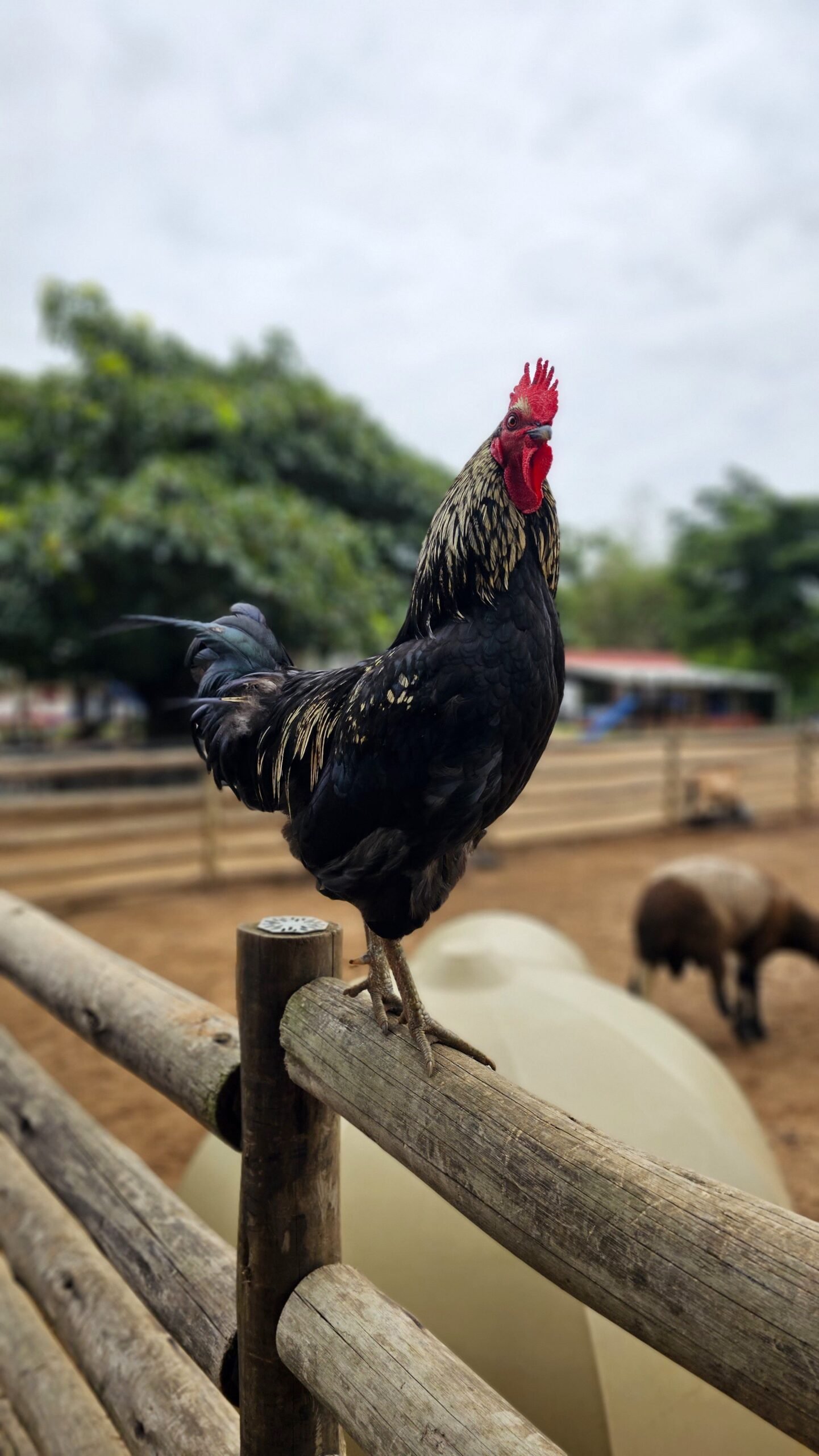 Bem-estar animal vira pilar de rentabilidade — relatório da COBEA mostra como granjas brasileiras ganham produtividade com manejo humanizado