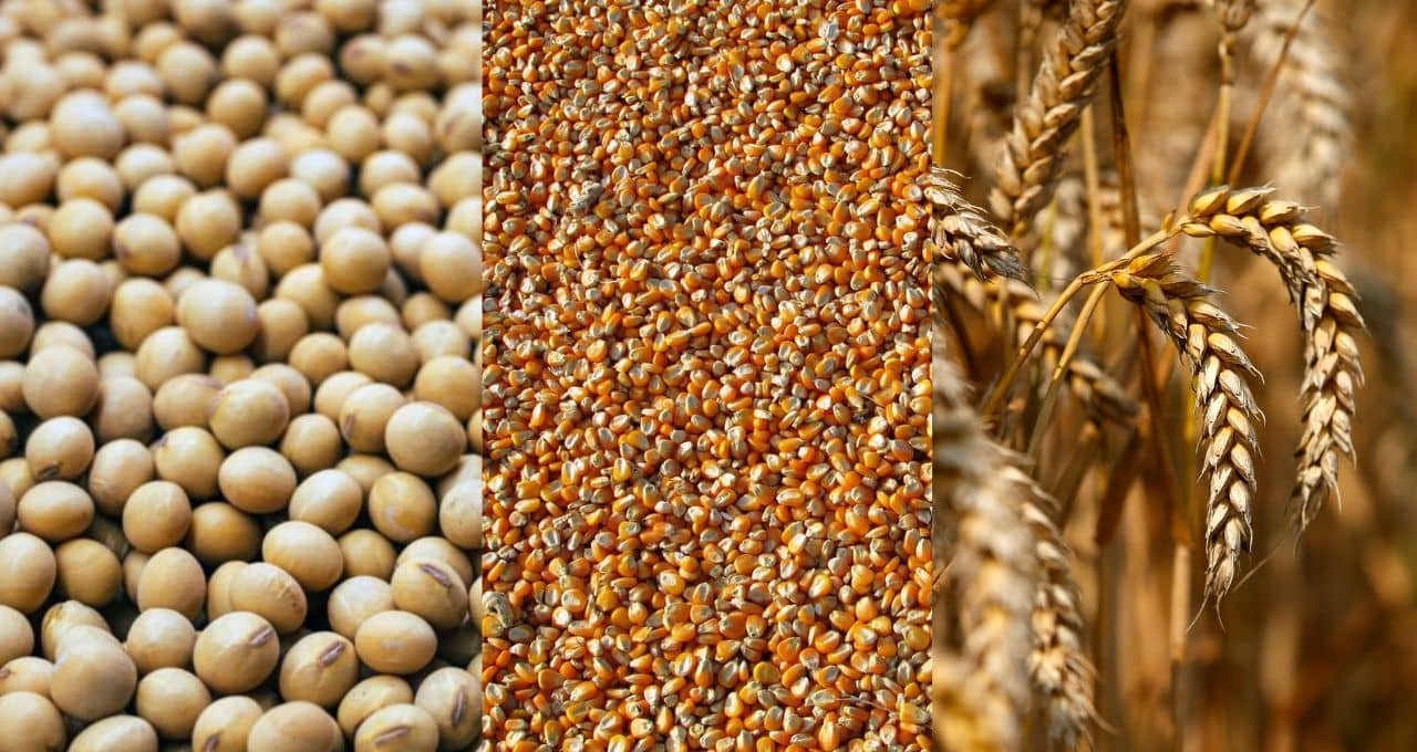 Milho, trigo e derivados da soja acompanham altas intensas em Chicago com calor no Corn Belt