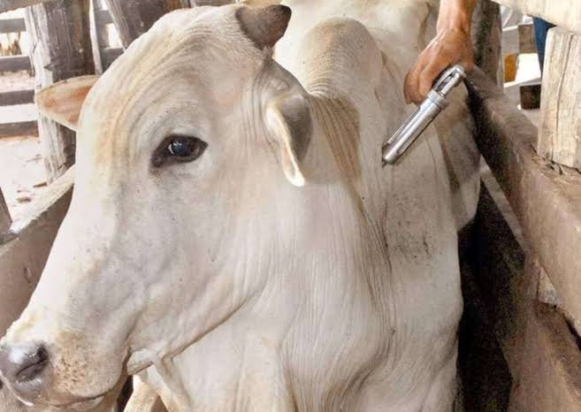 White cow in a pen while someone clips its neck with electric clippers for shearing or grooming.