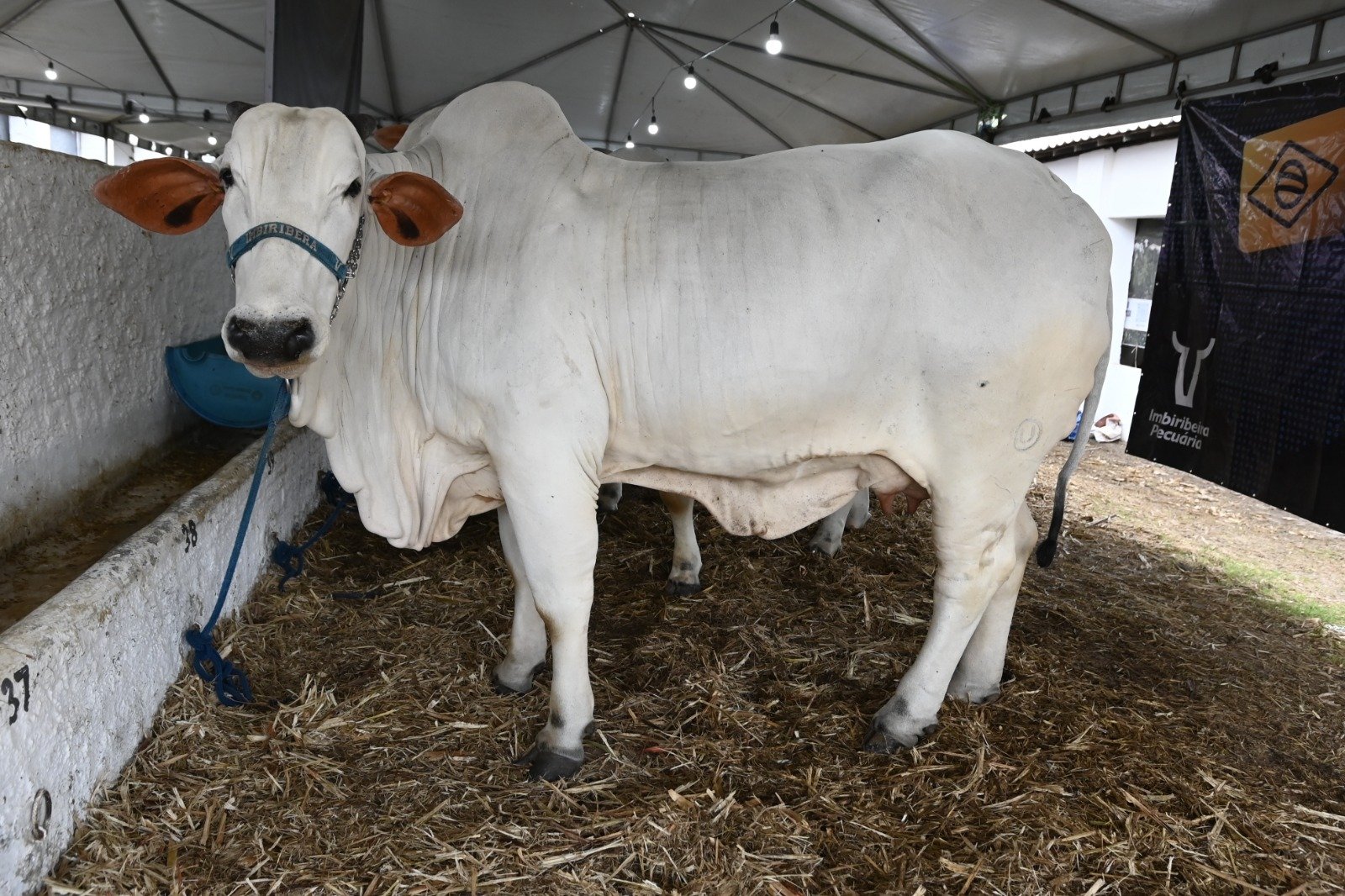 Legado da Expocrato 2026: do Nelore ranqueado ao Cariri como nova fronteira do agro