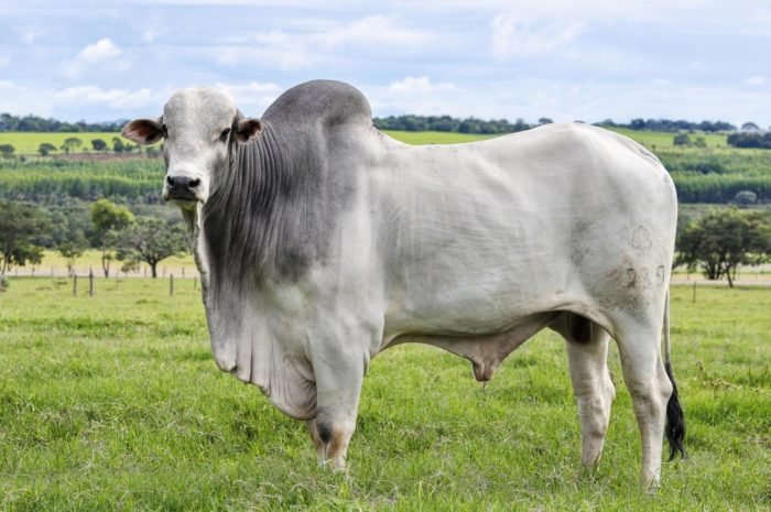 Raças bovinas na 73ª Expocrato 2026 — Nelore, Gir, Sindi, Girolando e Pardo Suíço em pista no Cariri