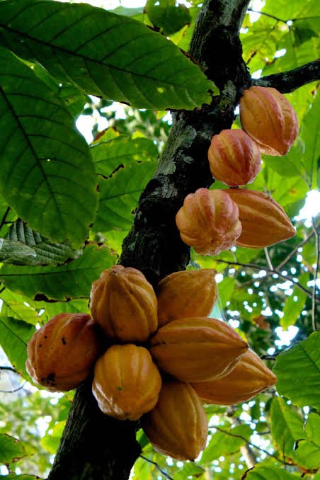 Unicamp extrai isoflavonas do farelo de soja e cacau