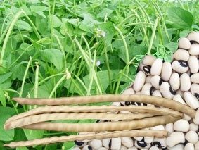 Alimentos milenares do semiárido