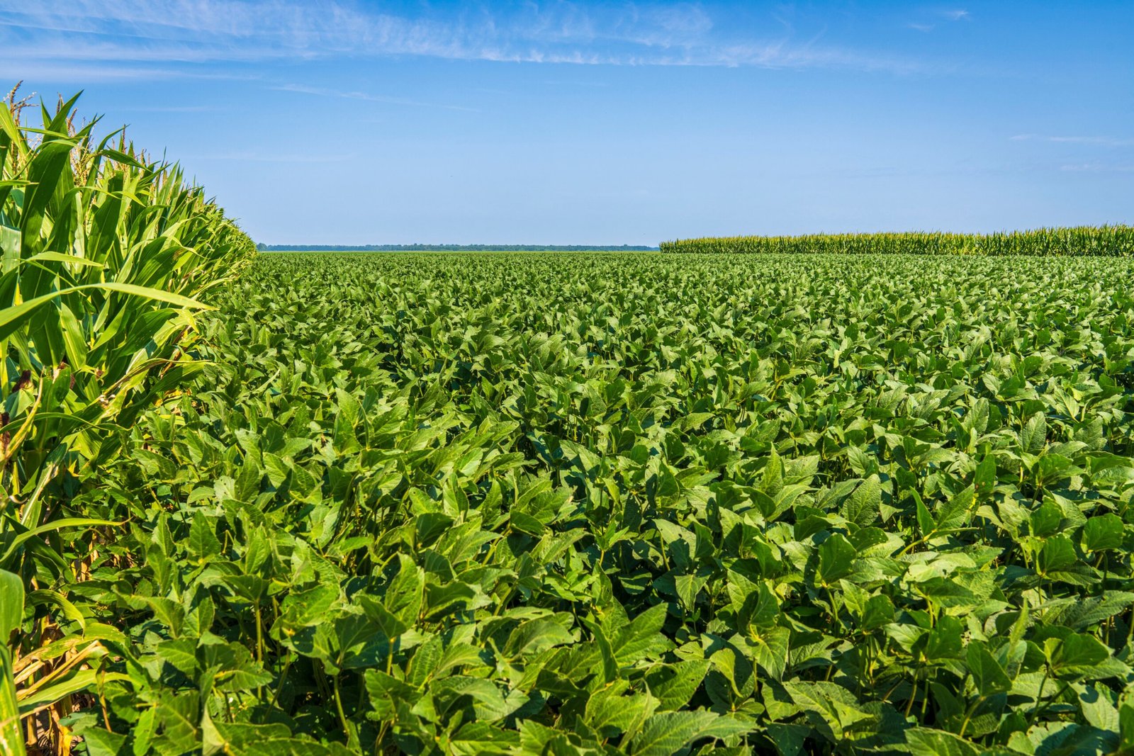 Soja abre semana com prêmios nas máximas do ano e basis elevado — a janela de maior poder de negociação de agosto para o produtor nordestino com estoque antes do DATAGRO de quinta