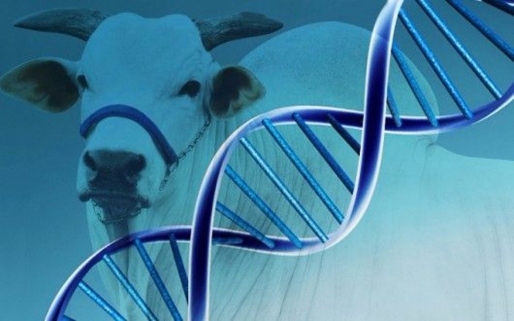 Genética bovina cresce 12,4% - corte +17% e exportações +66,8%