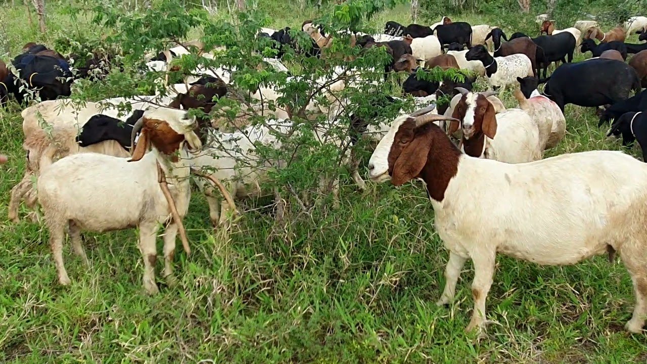 Caprinovinocultura nordestina: 90% dos caprinos do Brasil estão aqui