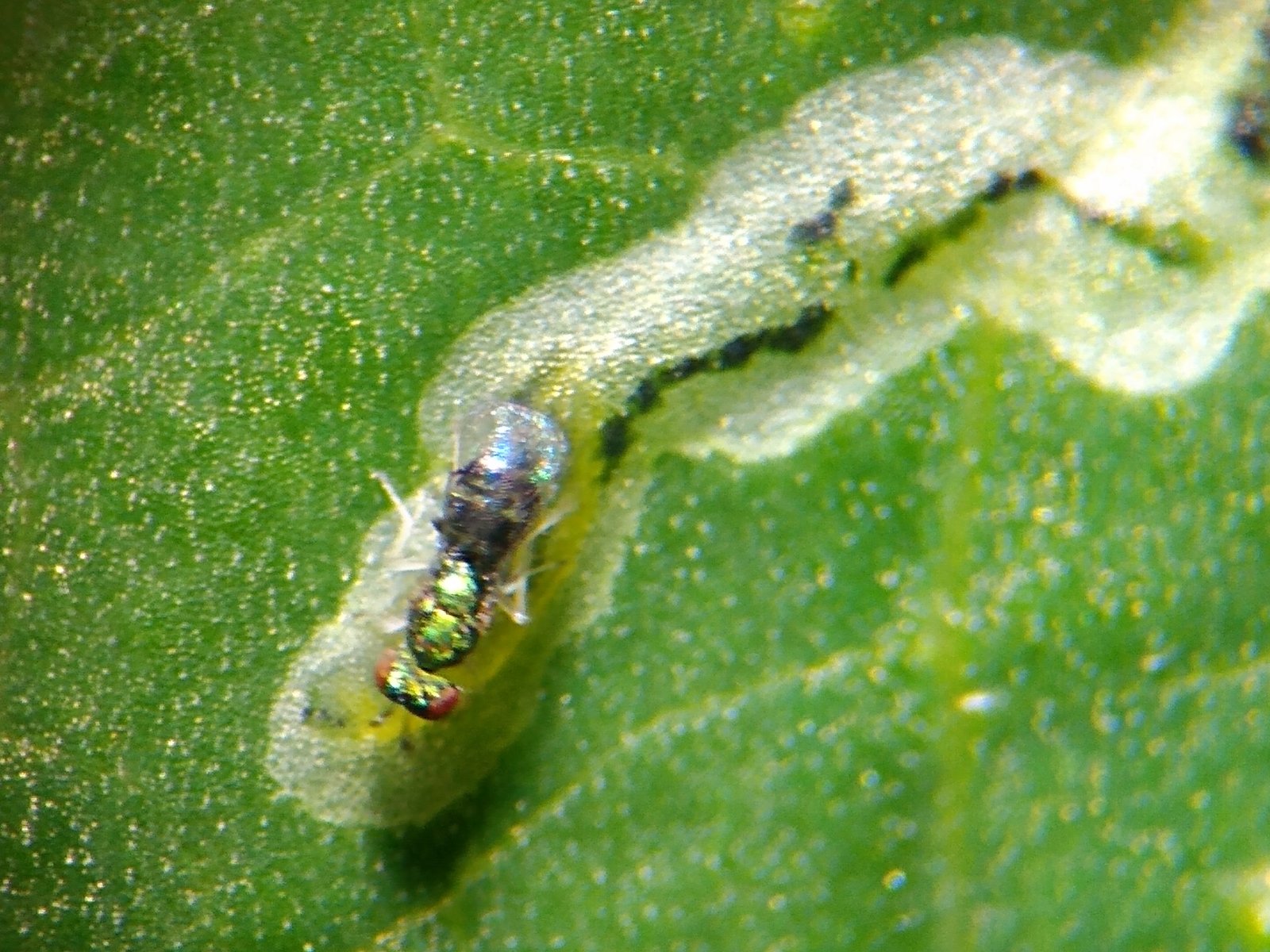 MinexNeo traz controle biológico contra a mosca-minadora