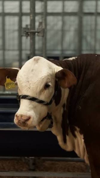 Expointer 2026 reúne 7.926 animais e cresce 36% entre rústicos