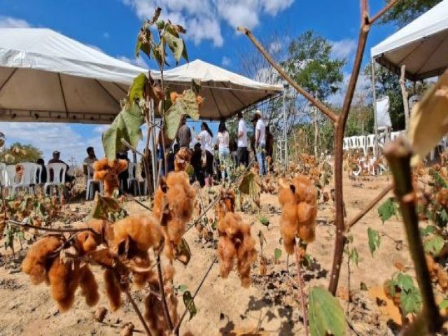 Algodão colorido ganha espaço na agricultura do Ceará