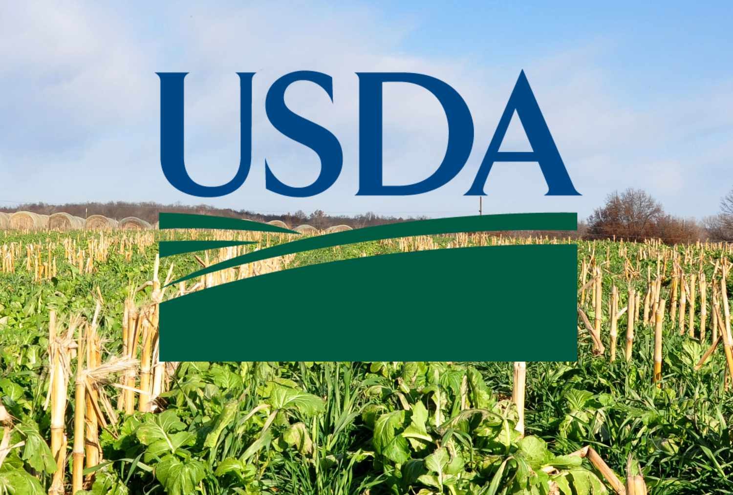 USDA de 12/08: o que esperar e como o nordestino usa o relatório