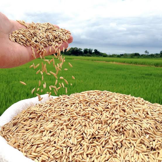 Conab prepara compra de arroz para recomposição dos estoques públicos