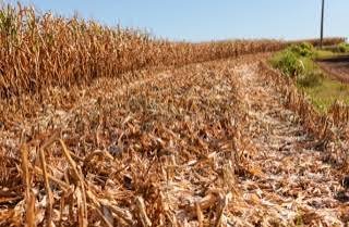Solo seco em área de produção de grãos no Matopiba