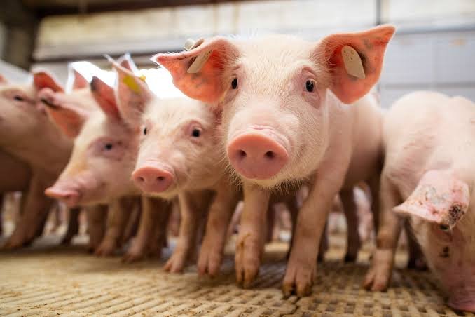 Suinocultura: excesso de oferta amplia prejuízo dos produtores em 2026