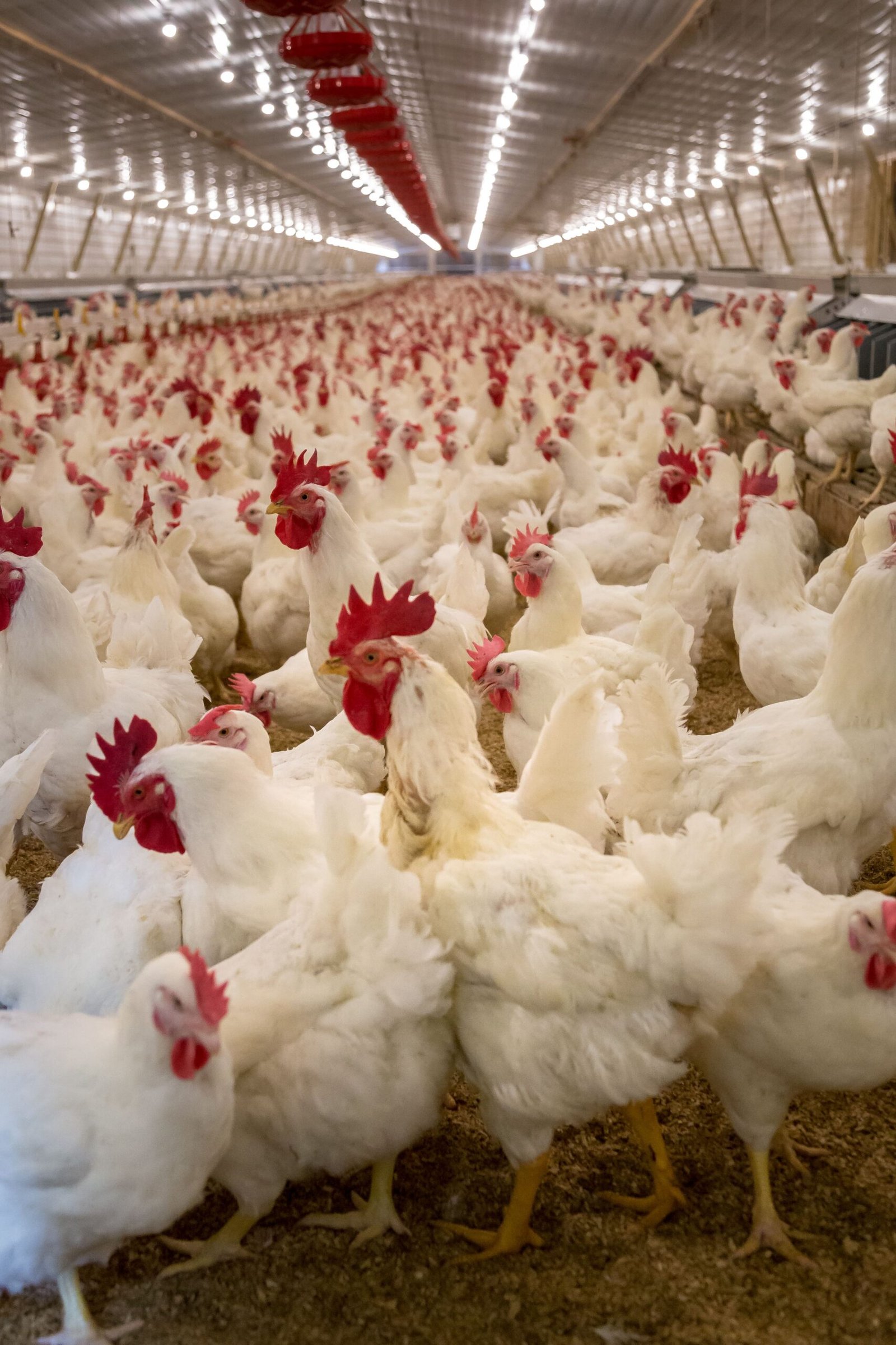Frango brasileiro mira novembro para possível retomada na UE