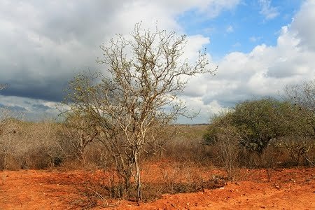 Lei anula criação da Flona de Cristópolis na Bahia