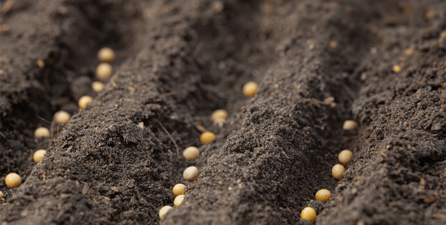 Plantio da soja começa em Mato Grosso em 7 de setembro
