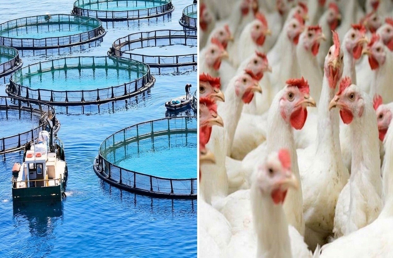 Aquicultura e avicultura ganham destaque na Agrinordeste 2026
