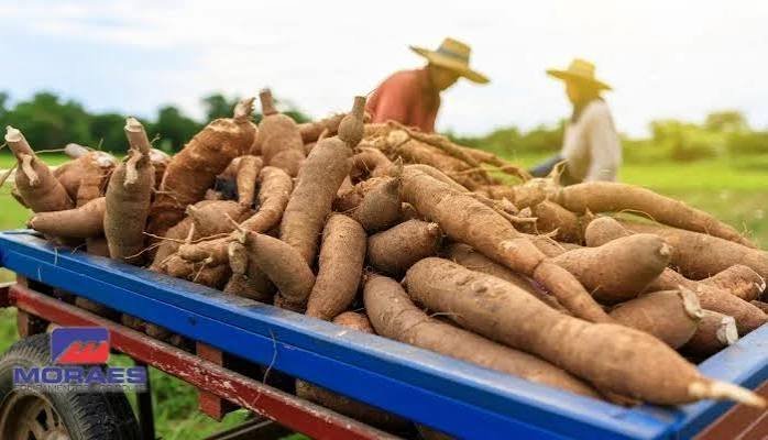 Bahia mede custos de produção de mandioca e laranja