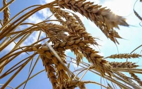 Trigo sobe 13% com Mar Negro e risco de qualidade no Sul
