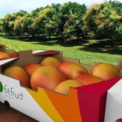 Sanidade vegetal sustenta exportações de manga de Petrolina para mercados exigentes