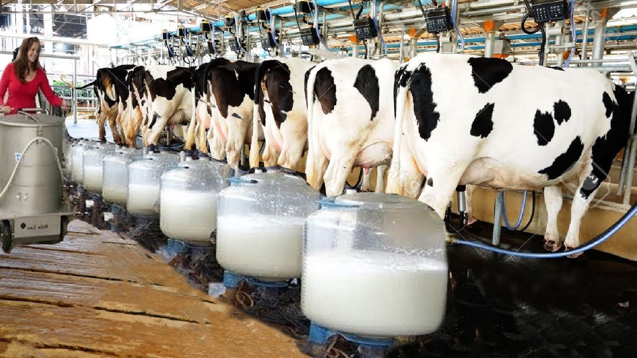Alagoas vai bonificar produtores por qualidade do leite a partir de novembro