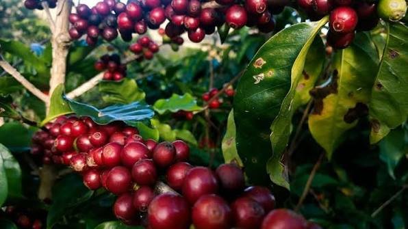 Piatã classifica 13 cafés para fase nacional do Cup of Excellence