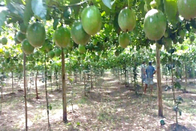Evento em Livramento de Nossa Senhora fortalece produção de maracujá