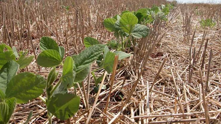 El Niño eleva atenção para riscos climáticos na safra 2026/27