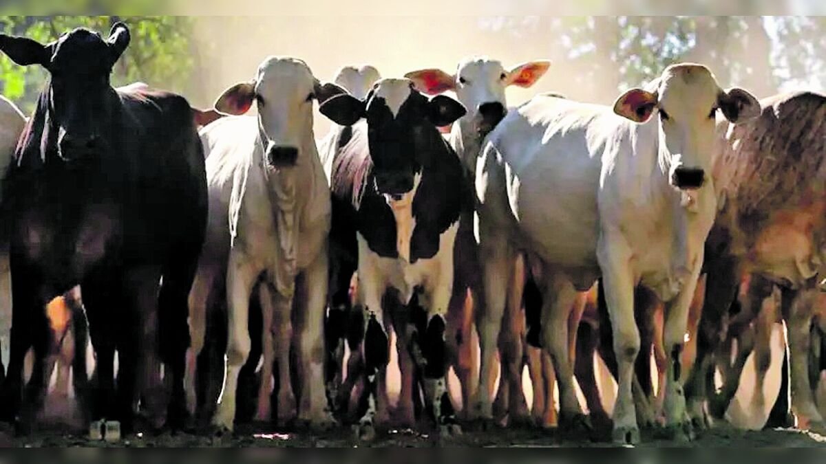 Bovinos leiteiros brasileiros destinados a Botsuana