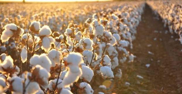 Algodão de Mato Grosso bate recorde por hectare e produz menos no total