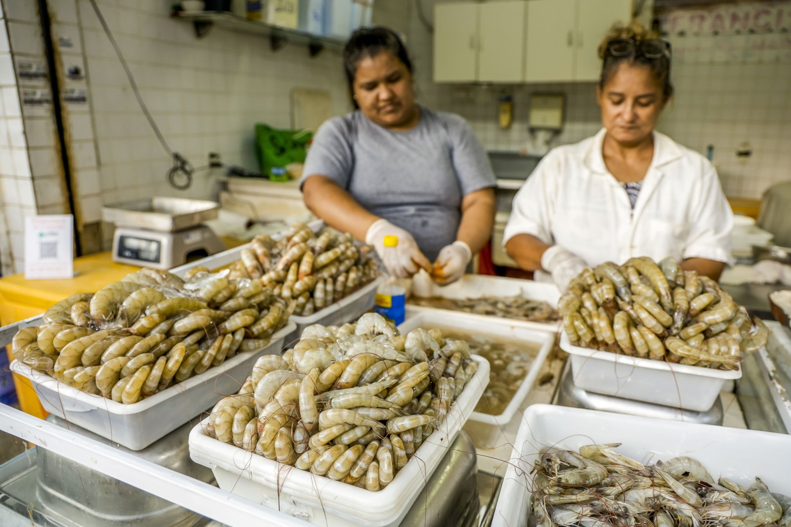 Produção de camarão em viveiros da carcinicultura cearense