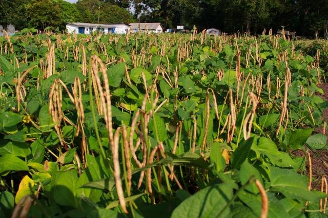 Clima e El Niño entram no planejamento da safra de feijão