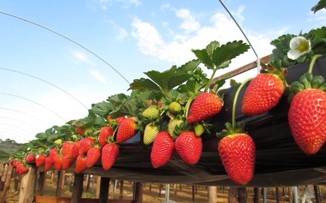 Produção de morango em município serrano do Ceará