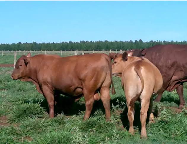 Animais de cruzamento Senepol e Angus em criação comercial