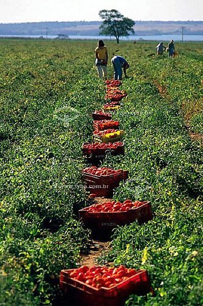 Tomate industrial irrigado ganha zoneamento de risco climático