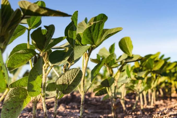 Pesquisa genética de cultivares de soja para manejo de plantas daninhas