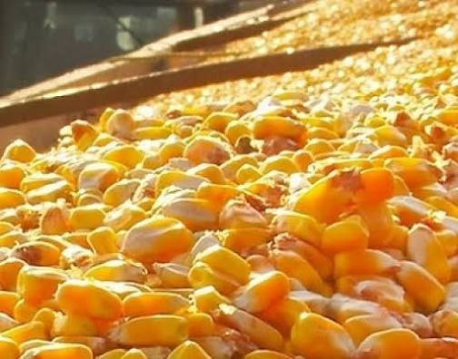 Exportação de milho perde ritmo e altera disputa por compradores