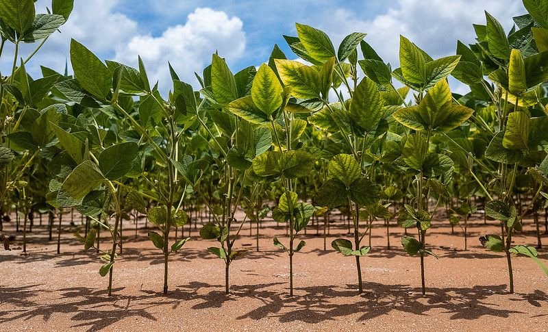 Soja atinge 75,81% da área plantada em MT com custos maiores