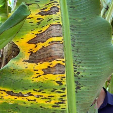 Técnico avalia sanidade de folhas em bananal