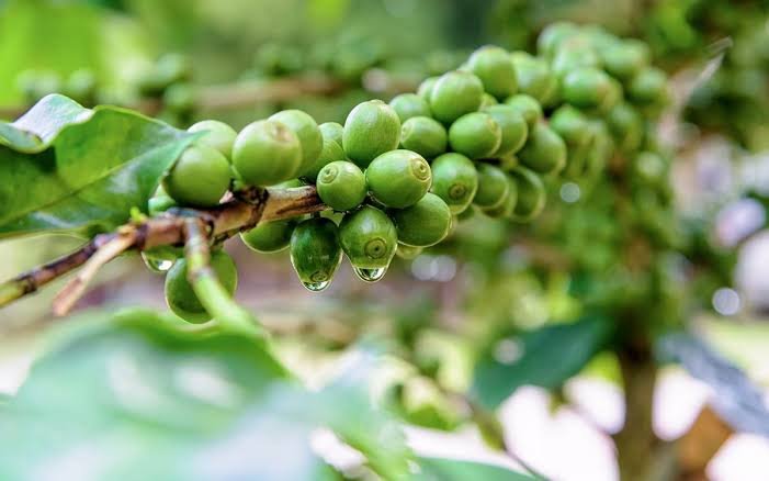 Café verde tem maior volume exportado em 20 meses