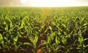 Mercados Agrícolas Começam o Dia em Queda