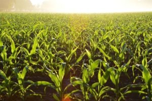Mercados Agrícolas Começam o Dia em Queda