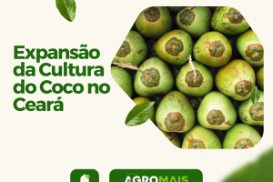 Expansão da Cultura do Coco no Ceará Diversifica a Agricultura Local