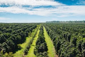 CNA participa de reunião do CDPC que aprova orçamento do Funcafé