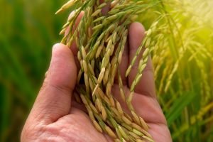 Agricultura: Área Plantada de Arroz Deve Crescer 5,3% na Próxima Safra