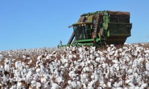 Equipe da Embrapa demonstra cultivos adaptados ao semiárido durante a ExpoCariri 2025