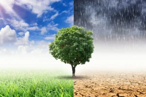 Produtor rural brasileiro aplicando técnicas sustentáveis apresentadas na COP30